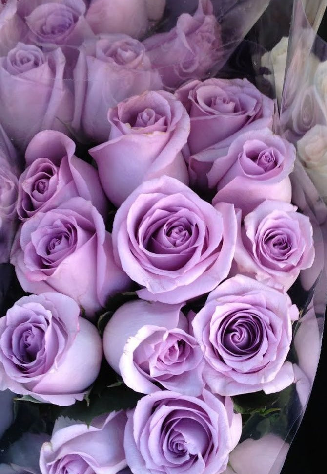 Natural Purple Roses