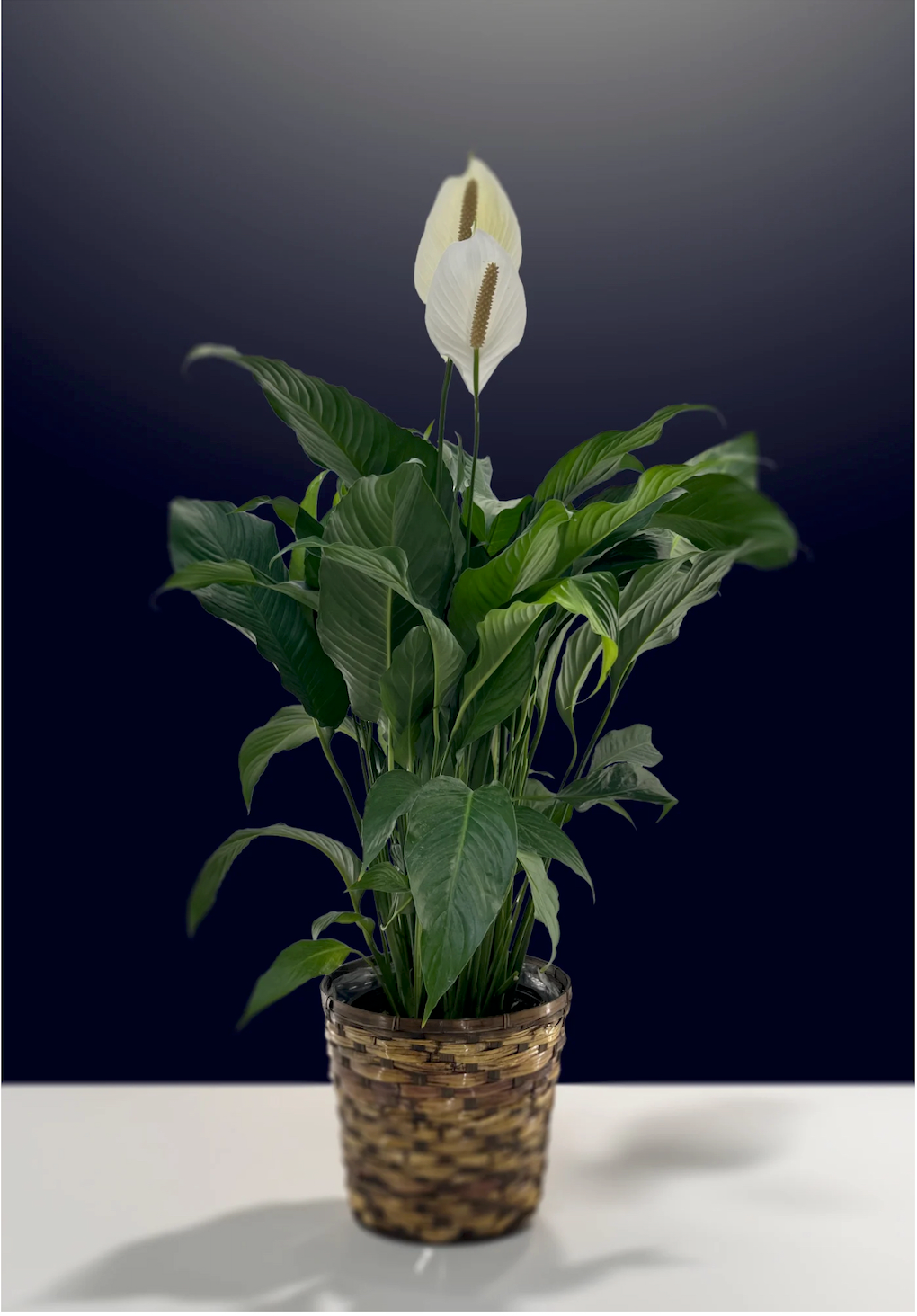 Potted lily plant